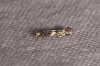 Elachista stabilella