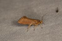 Crassa unitella