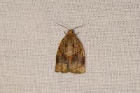 Archips rosana