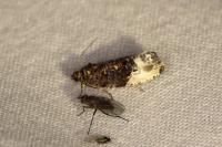 Hedya nubiferana