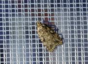 Agonopterix ferocella