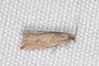 Bactra