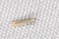 Coleophora