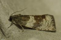 Pseudosciaphila branderiana
