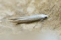 Coleophora ornatipennella