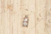Phalonidia contractana