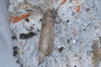 Phragmataecia castaneae