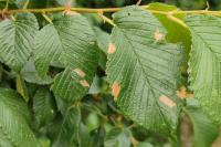 Coleophora limosipennella