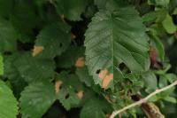 Coleophora limosipennella