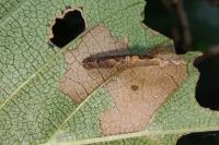 Coleophora limosipennella