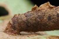 Coleophora limosipennella