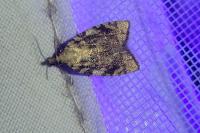 Aleimma loeflingiana