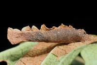 Coleophora limosipennella