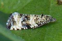 Celypha rurestrana