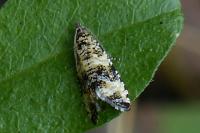 Celypha rurestrana