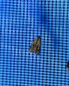Olethreutes arcuella