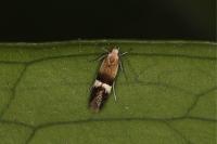 Aproaerema polychromella