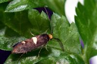 Incurvaria masculella