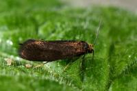 Incurvaria koerneriella