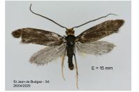 Incurvaria koerneriella
