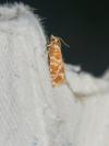 Rhyacionia pinicolana
