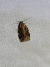 Archips xylosteana
