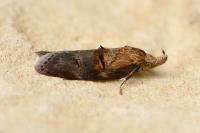 Anchinia cristalis