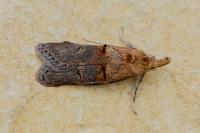 Anchinia cristalis