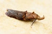 Anchinia cristalis