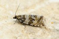 Celypha rivulana