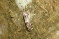 Notocelia rosaecolana