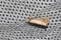 Nematopogon