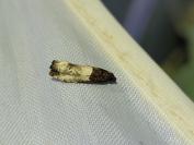 Notocelia roborana