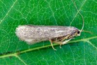 Agnoea latipennella