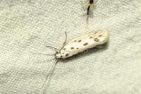 Ethmia dodecea