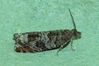 Ancylis achatana