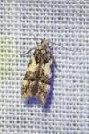 Teleiodes luculella