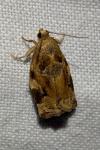 Archips xylosteana