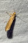 Crassa unitella
