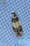 Celypha aurofasciana
