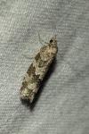 Cnephasia