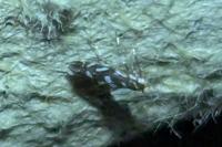 Parectopa robiniella