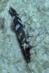 Parectopa robiniella