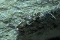 Parectopa robiniella