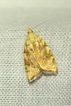 Aleimma loeflingiana