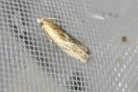 Eucosma gr. cana