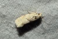 Epinotia bilunana