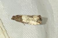 Notocelia roborana