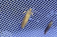 Crassa unitella