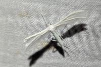 Pterophorus pentadactylus